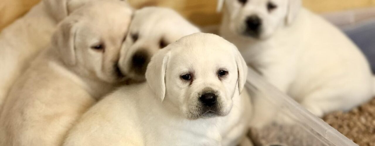 484107478_1195590982575587_1867847815225261148_n copy