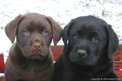 labpuppy24