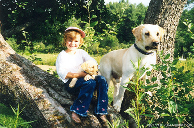 labrador01
