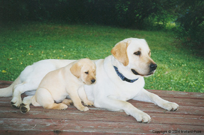 labrador02