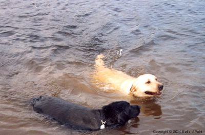 labrador04