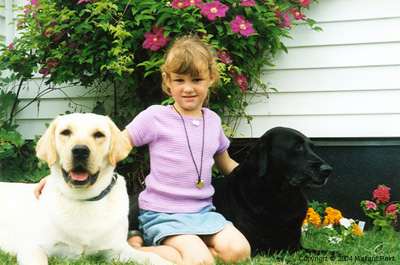 labrador06