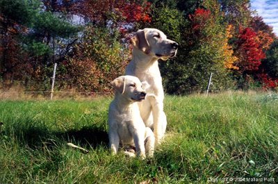 labrador07