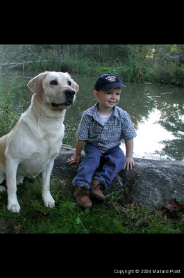 labrador10