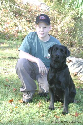 labrador12