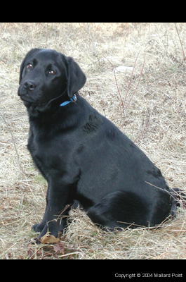 labrador13