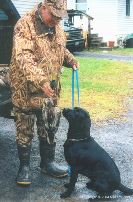 labrador15
