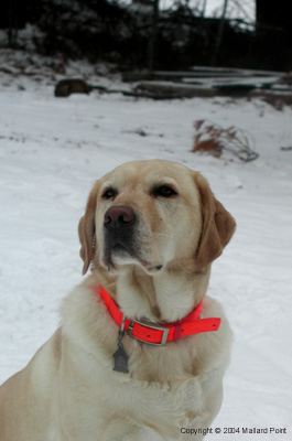 labrador17