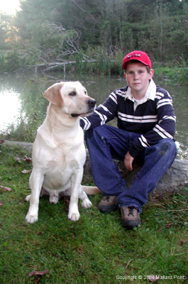 labrador23