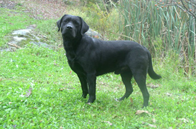 labrador27