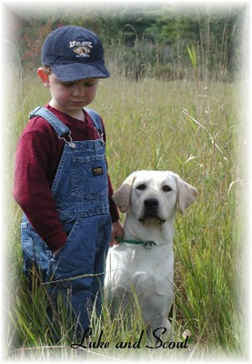 labrador29