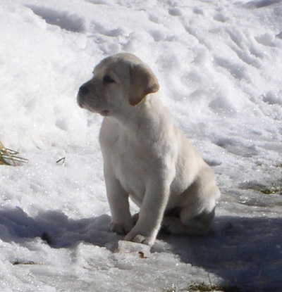 labrador33