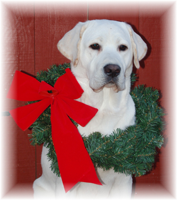 labrador35