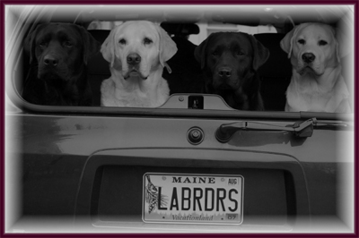 labrador36