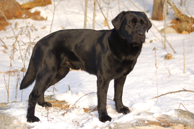 labrador37