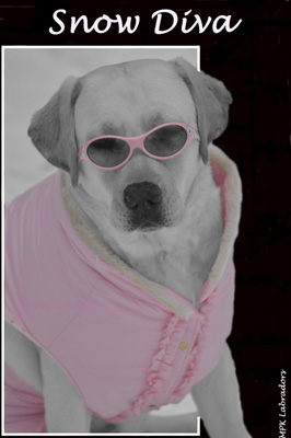 labrador43