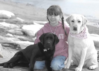 labrador46