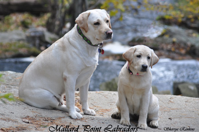 labrador53