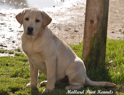 labrador55