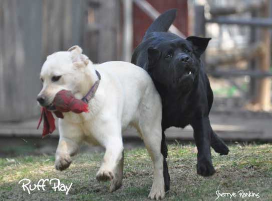 ruff_play