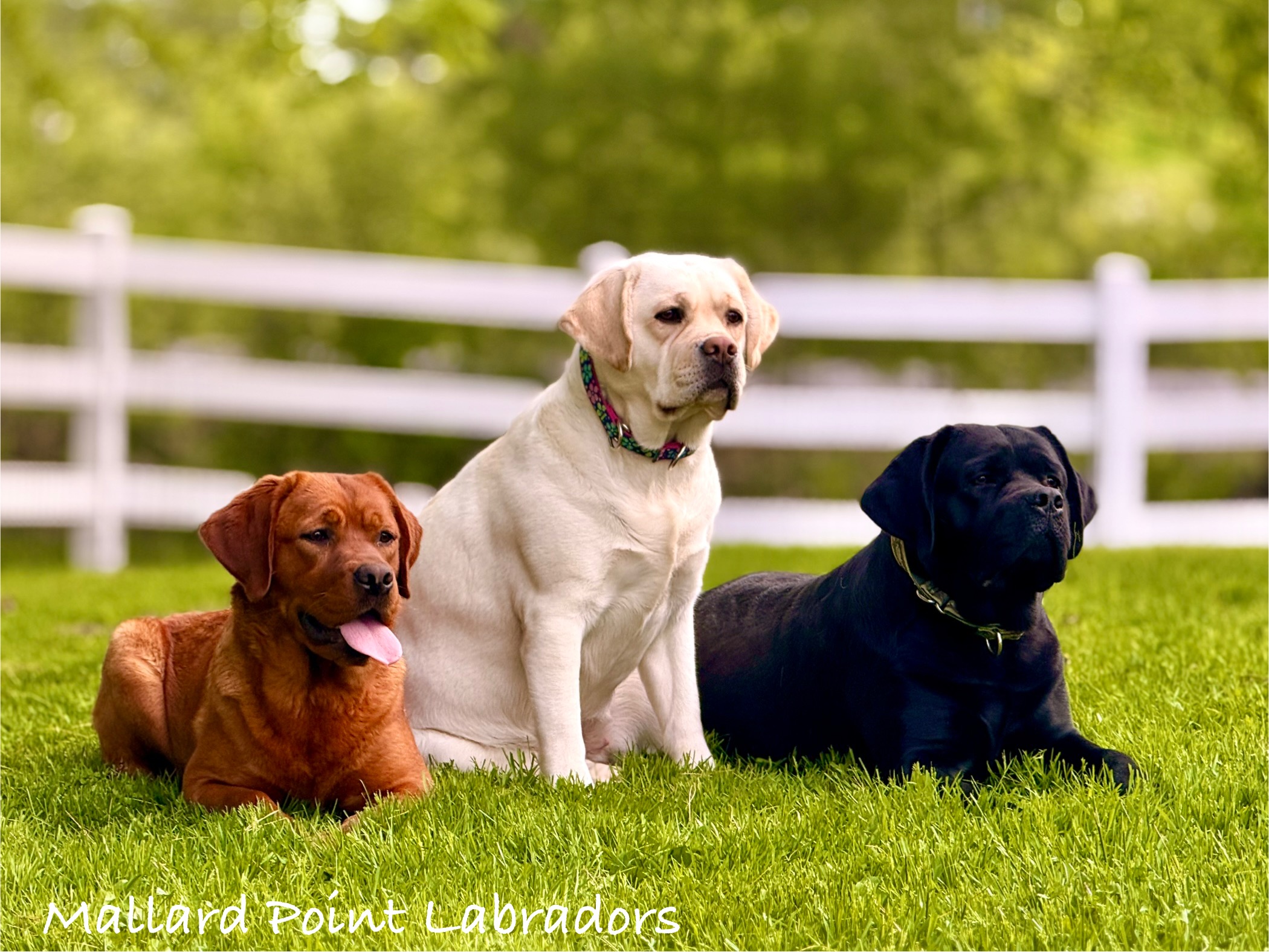 https://mallardpointkennels.com/wp-content/uploads/2025/06/IMG_0435.jpg