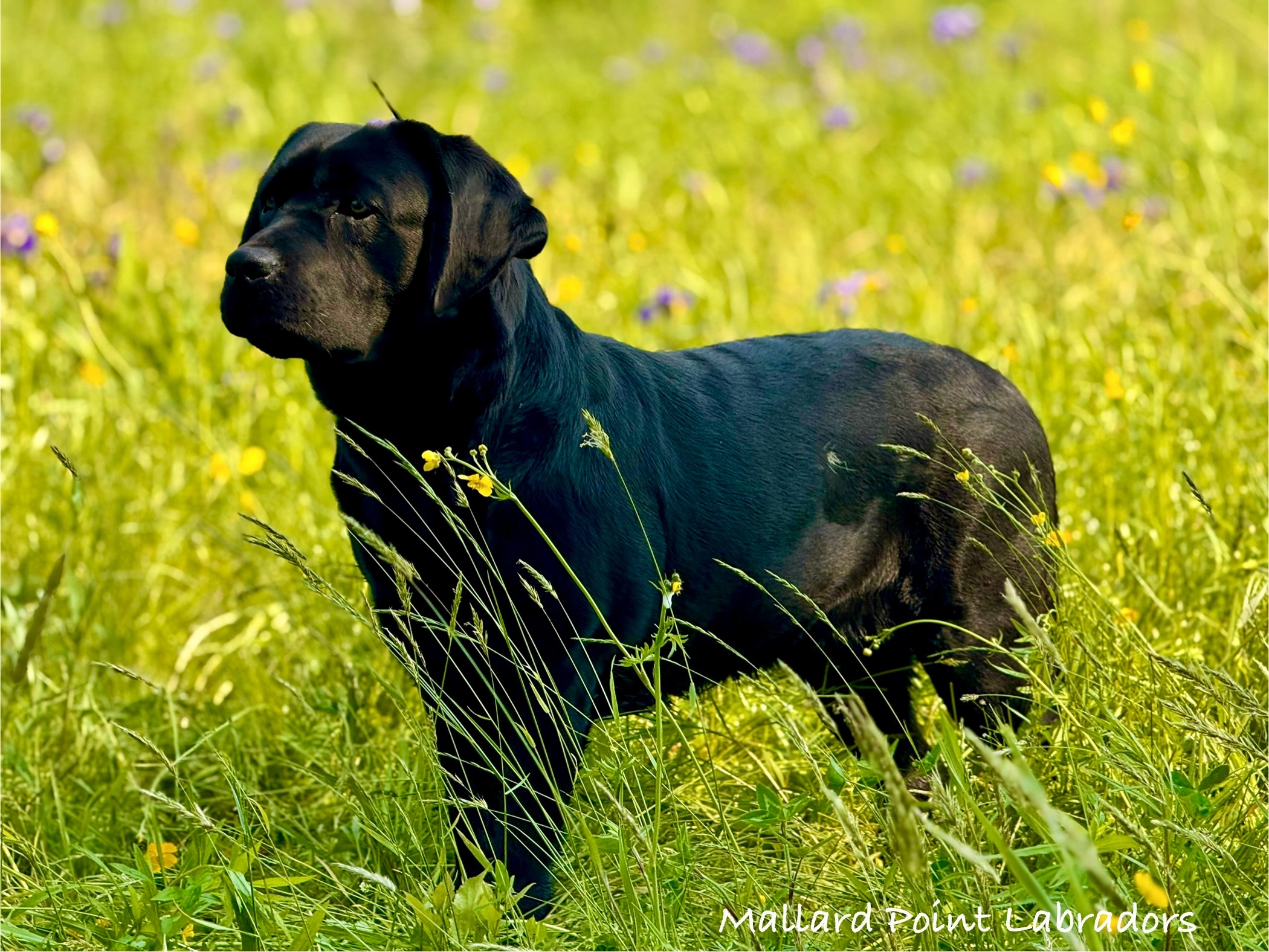 Maude