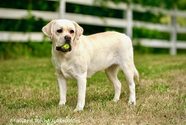 Addie