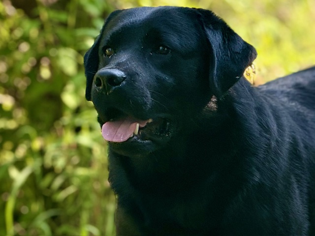 Shamus